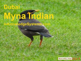 Myna (3) Coming Soon